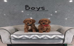 Cavachon dogs for sale: Cavapoochon puppies 🥰 - Image 1