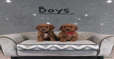 Cavachon dogs - Advert 9