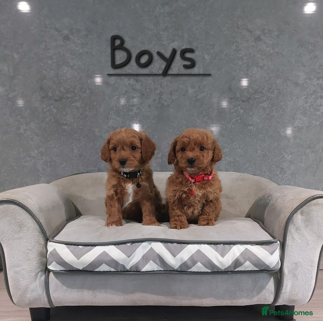 Cavachon dogs for sale: Cavapoochon puppies 🥰 - Image 1