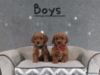 Cavachon dogs - Advert 3