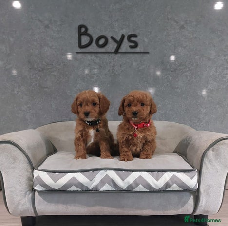 Cavachon dogs - Advert 4