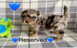 Cavapoo dogs for sale: 💖 Top Quality F1B Cavapoo Puppies DNA TESTED 💖 - Image 28