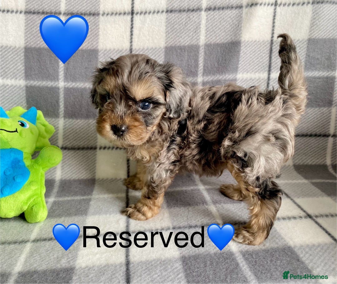 Cavapoo dogs for sale: 💖 Top Quality F1B Cavapoo Puppies DNA TESTED 💖 - Image 28