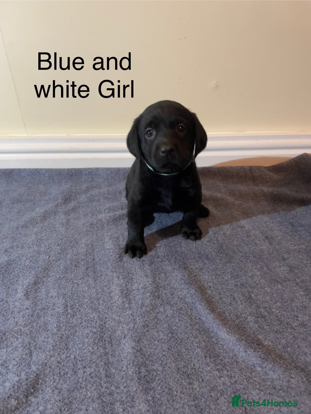 Labrador Retriever dogs for sale: Labrador puppies Black and Red fox - Advert 3