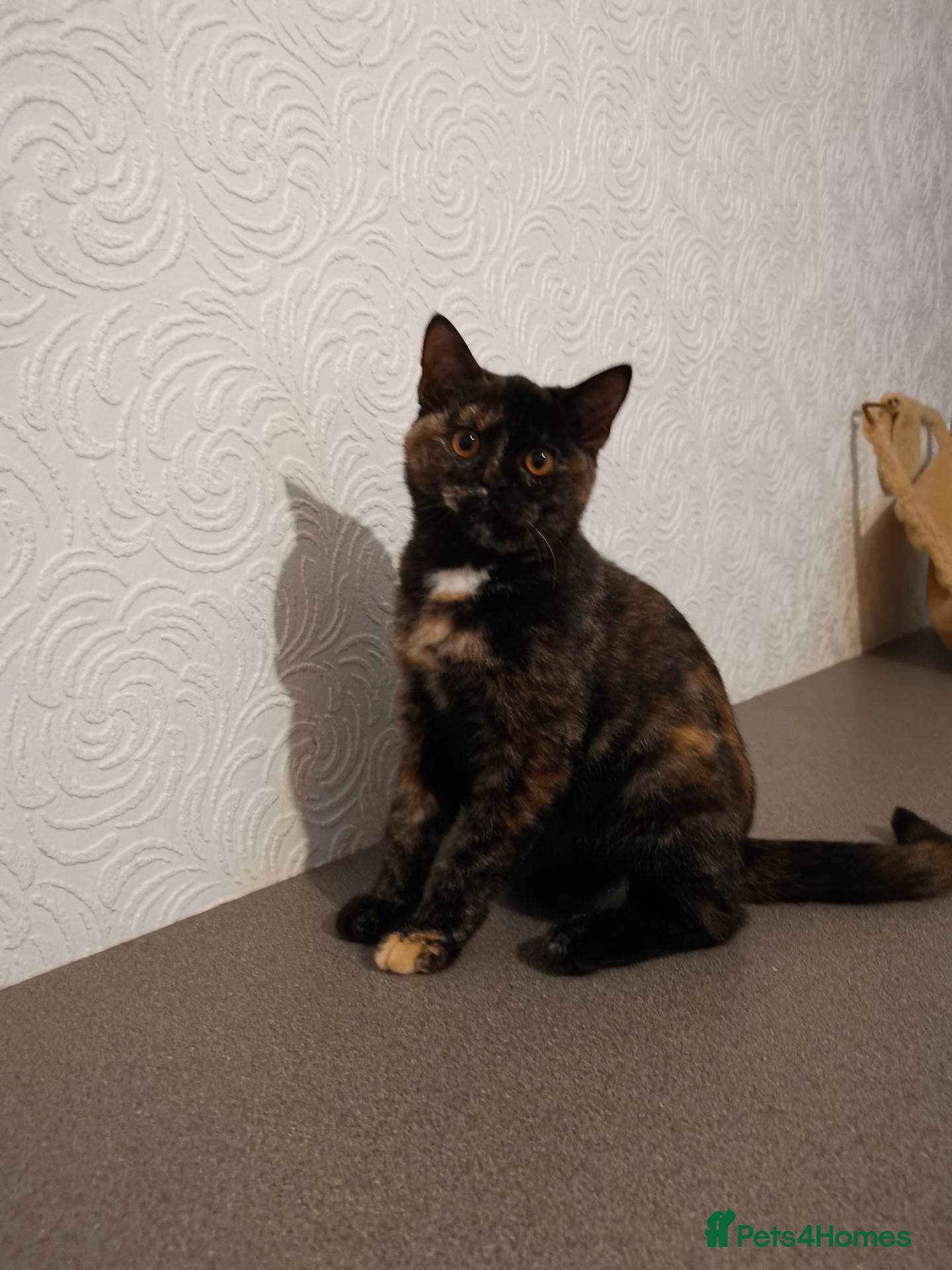 British Shorthair cats for sale: Stunning pedigree British Shorthair kittens - Advert 2