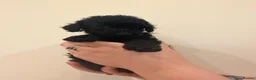 Cockapoo dogs for sale: Ready Now f1b Black & Brown Cockapoo Puppies! 🐾 - Advert 23