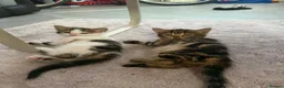 Mixed Breed cats for sale: White and tabby male kitten - Advert 3