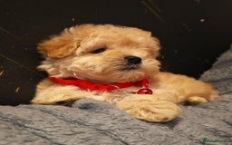 Maltipoo dogs for sale: Miniature Maltipoo Ready to Go - Image 15