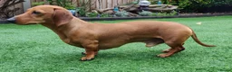 Miniature Dachshund dogs for stud: Miniature Shaded Red Dachshund for Stud PRA Clear in Faringdon - Advert 6