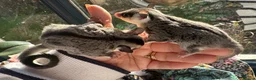 Sugar Glider rodents for sale: Sugar Gliders available to suitable homes - Advert 28