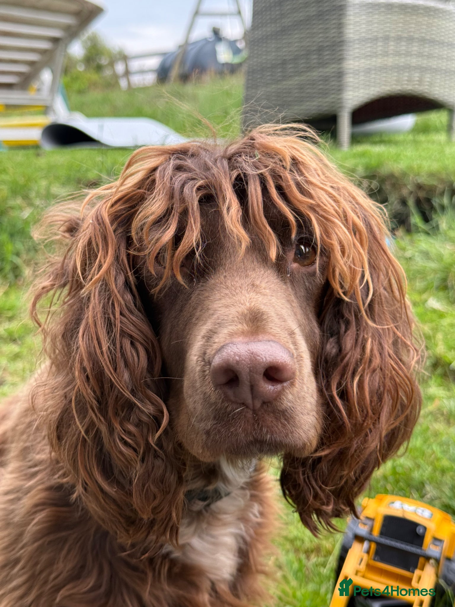 Cocker Spaniel dogs Cocker spaniels for sale - Advert 1