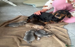 Chiweenie dogs for sale: CHIWEENIE PUPS - Image 11