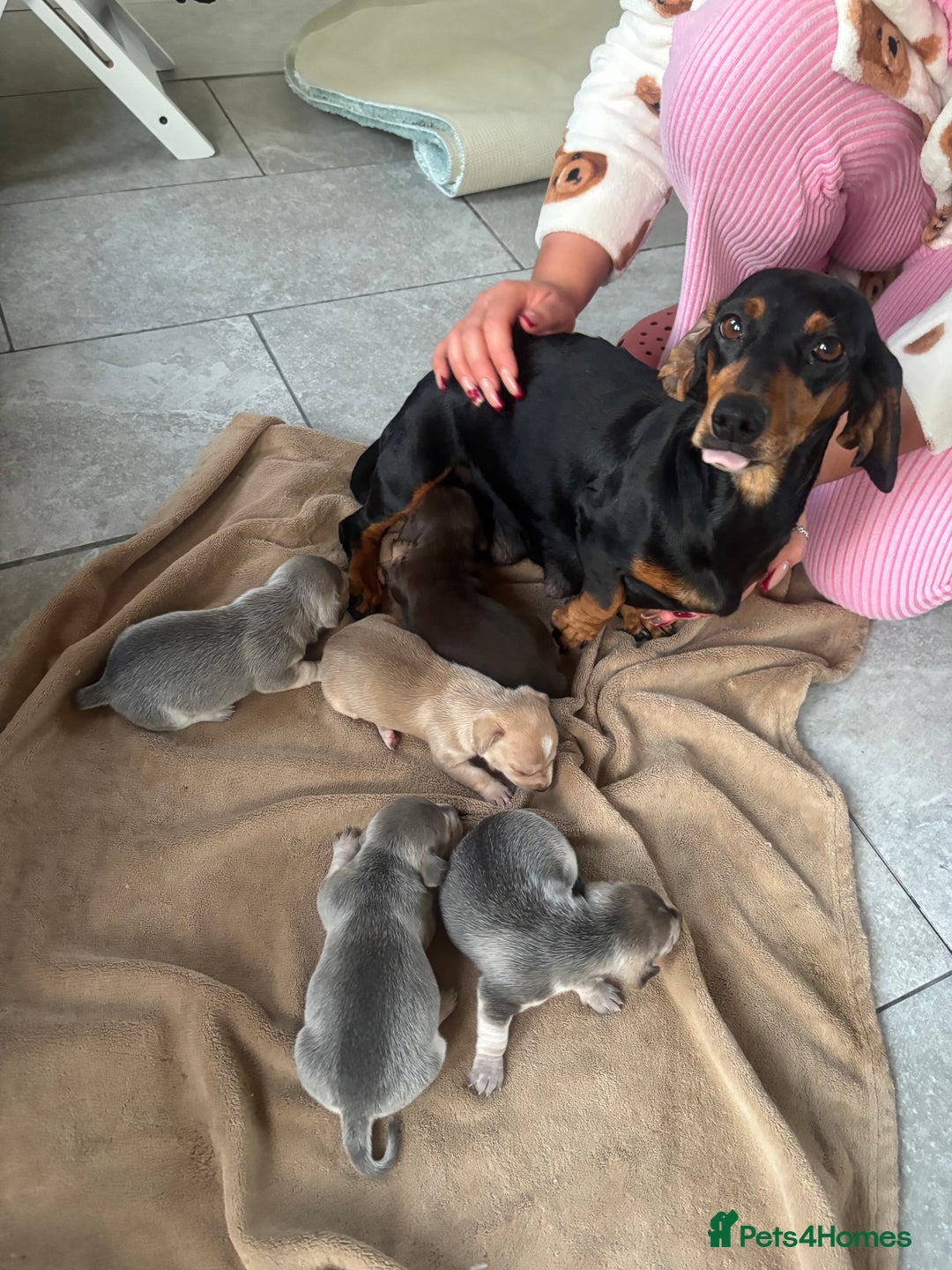 Chiweenie dogs for sale: CHIWEENIE PUPS - Image 11