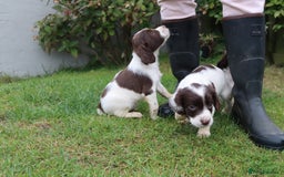 English Springer Spaniel dogs for sale: 2 Lovely Male Springer Spaniels - Image 7