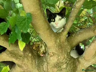 Domestic Shorthair cats Handsome boy looking for the perfect forever home - Advert 12