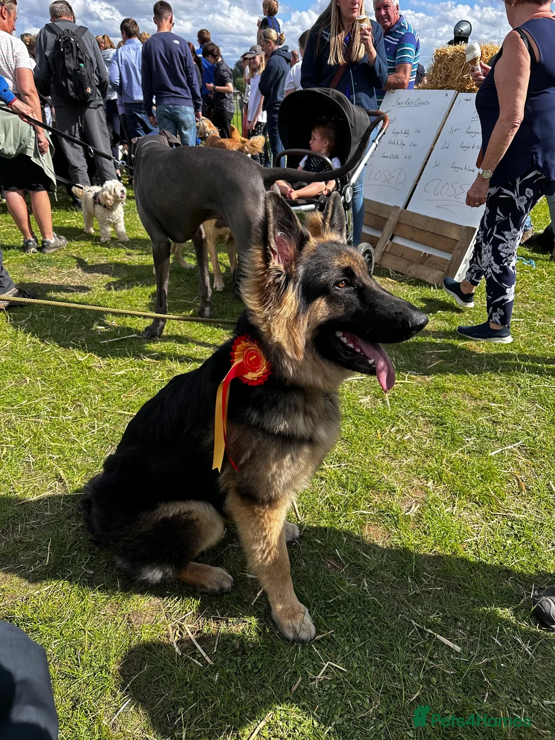 German Shepherd dogs for stud: Our beautiful German Shepard available to stud.  in Richmond - Advert 2