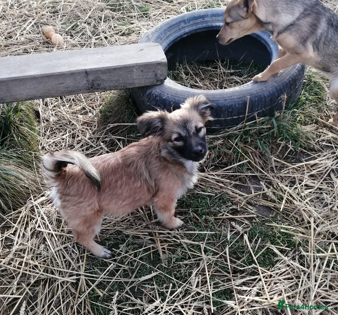 Mixed Breed dogs for adoption: 💙🐶 FUNTIK 🐶💙 - Advert 9