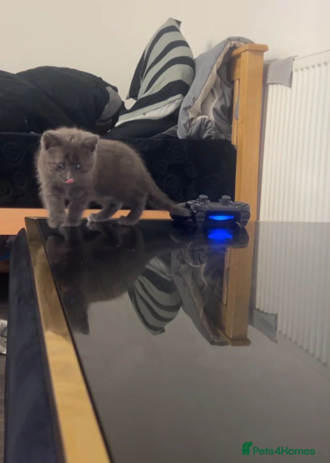 British Longhair cats for sale: Beautiful kitten  - Advert 7