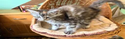 Maine Coon cats for sale: READY NOW. Two tica registered girls. 1 poly  - Advert 15
