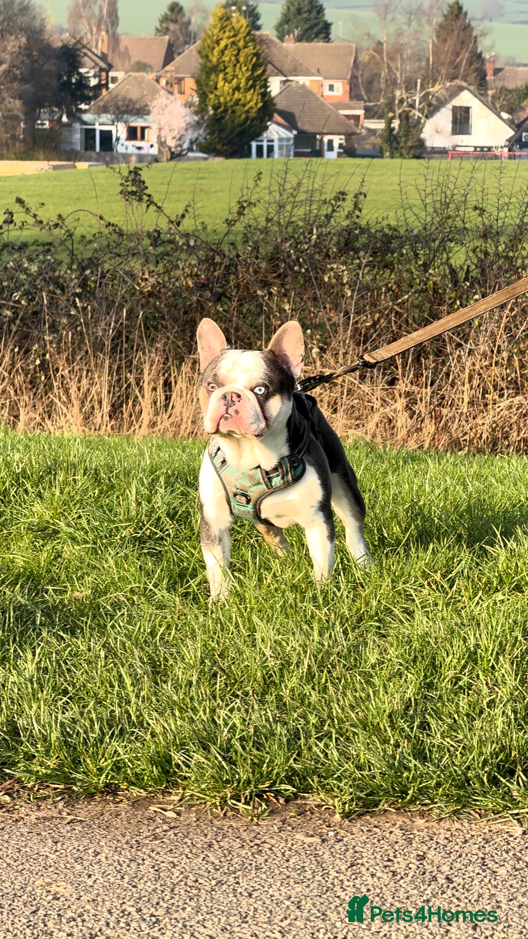 French Bulldog dogs 🔥FRENCH BULLDOG STUD HUSKY COLOUR PROVE🔥 - Advert 11