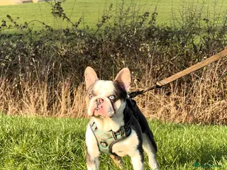 French Bulldog dogs 🔥FRENCH BULLDOG STUD HUSKY COLOUR PROVE🔥 - Advert 11