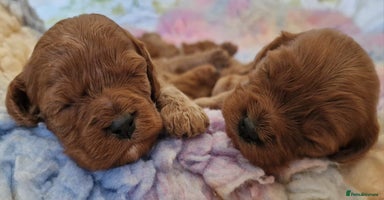 Cavapoo dogs - Advert 15