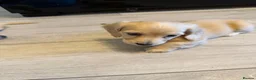 Miniature Dachshund dogs for sale: Cream long haired mini dachshund puppies - Advert 10