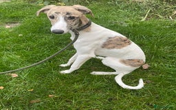 Lurcher dogs for sale: COLLIE WIPPET X SALUKI GREYHOUND PUP LAST ONE - Advert 3