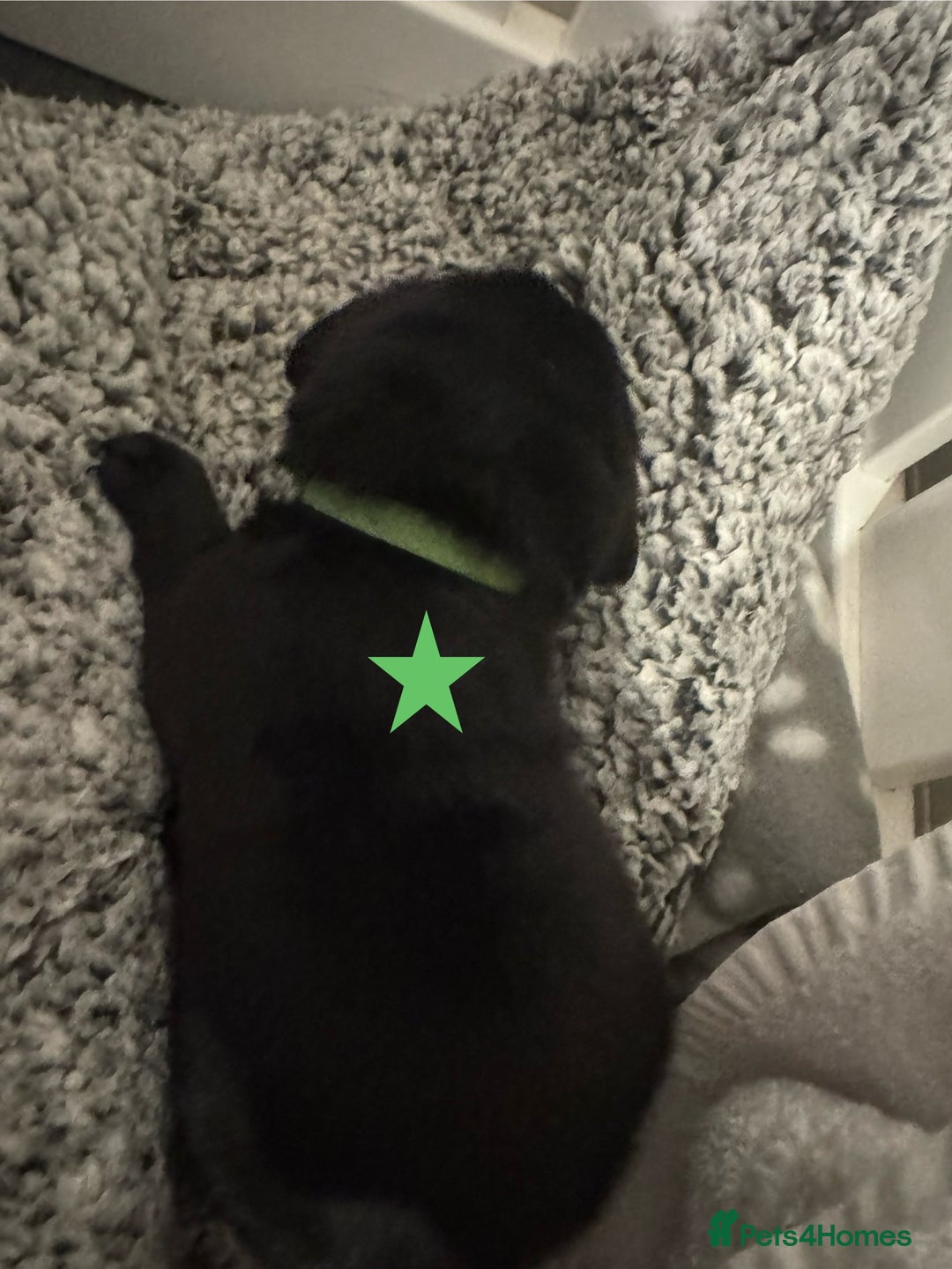 Labrador Retriever dogs for sale: Labrador Puppies – Licensed Breeder - Advert 9