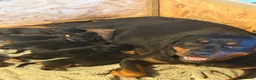 Rottweiler dogs for sale: World champion bloodlines 1 girl available  - Advert 12