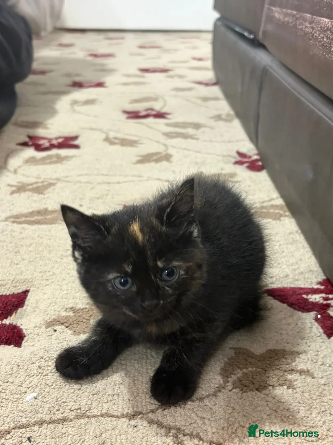 British Shorthair cats for sale: 4 kittens  - Advert 13