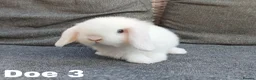 Mini Lop rabbits for sale: Stunning mini lops available for reserve  - Advert 6