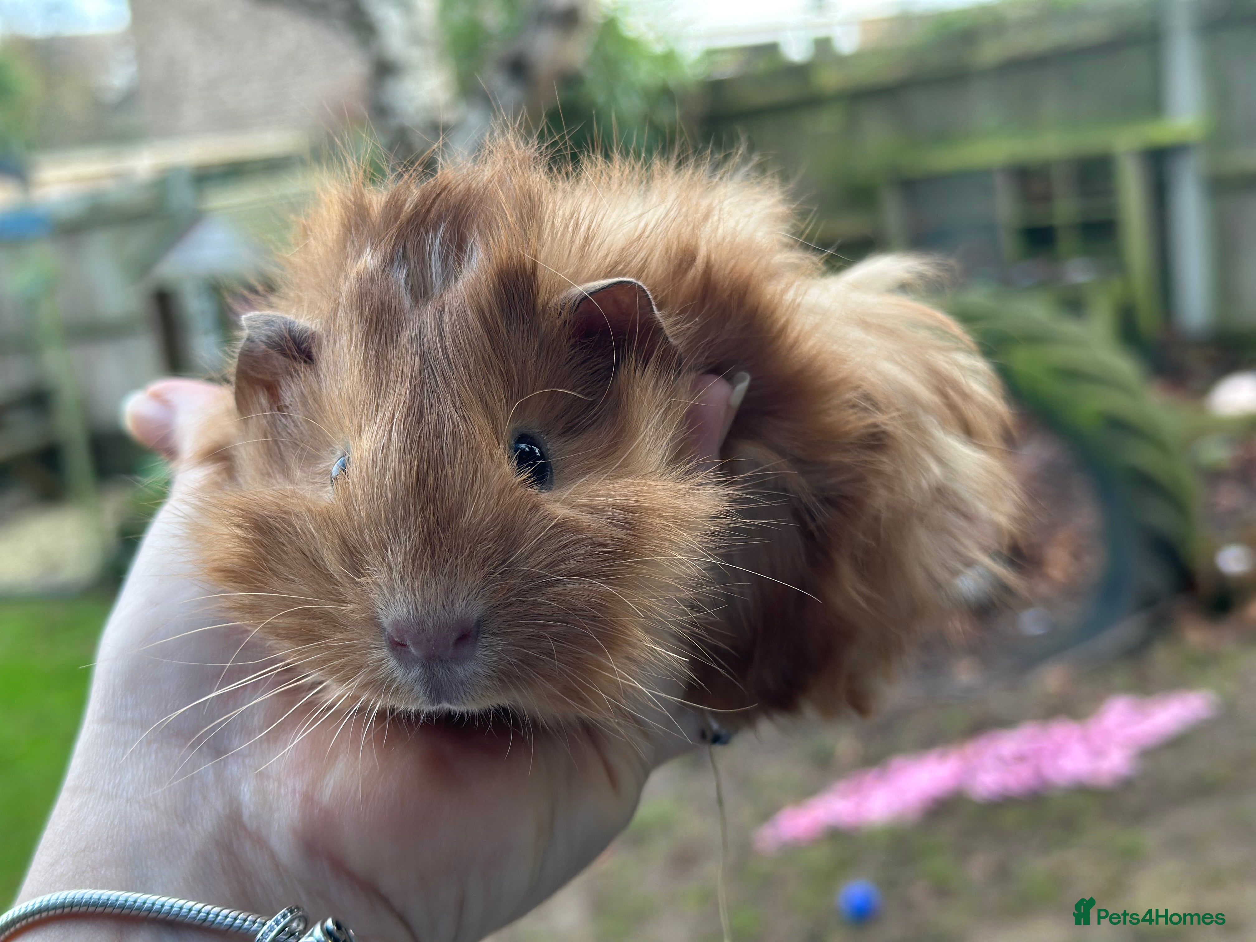 Guinea Pig rodents Male guinea pigs  - Advert 1