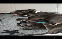 Staffordshire Bull Terrier dogs for sale: 🩵🌸Stunning Staffordshire Bull Terrier female🌸🩵 - Image 7