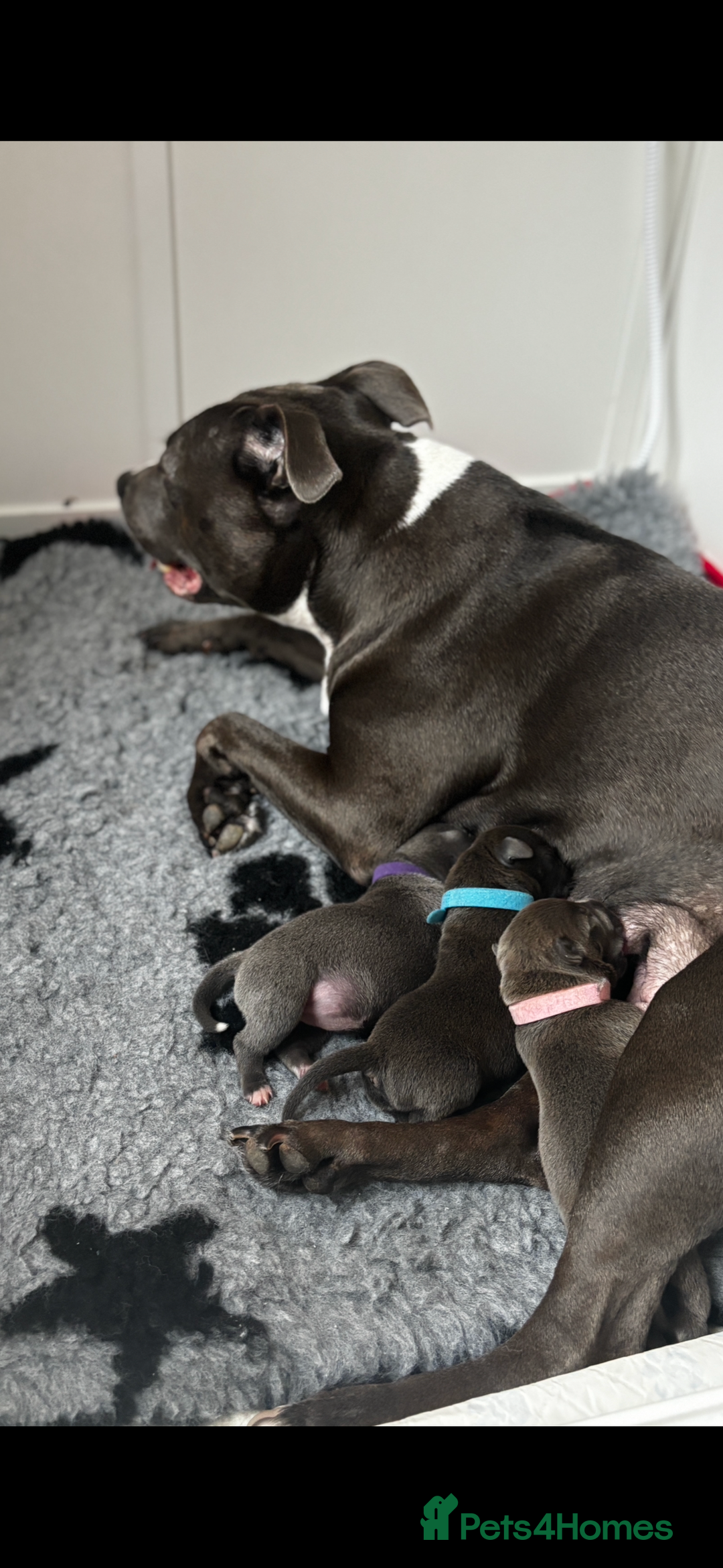 Staffordshire Bull Terrier dogs for sale: 🩵🌸Stunning Staffordshire Bull Terrier female🌸🩵 - Image 7