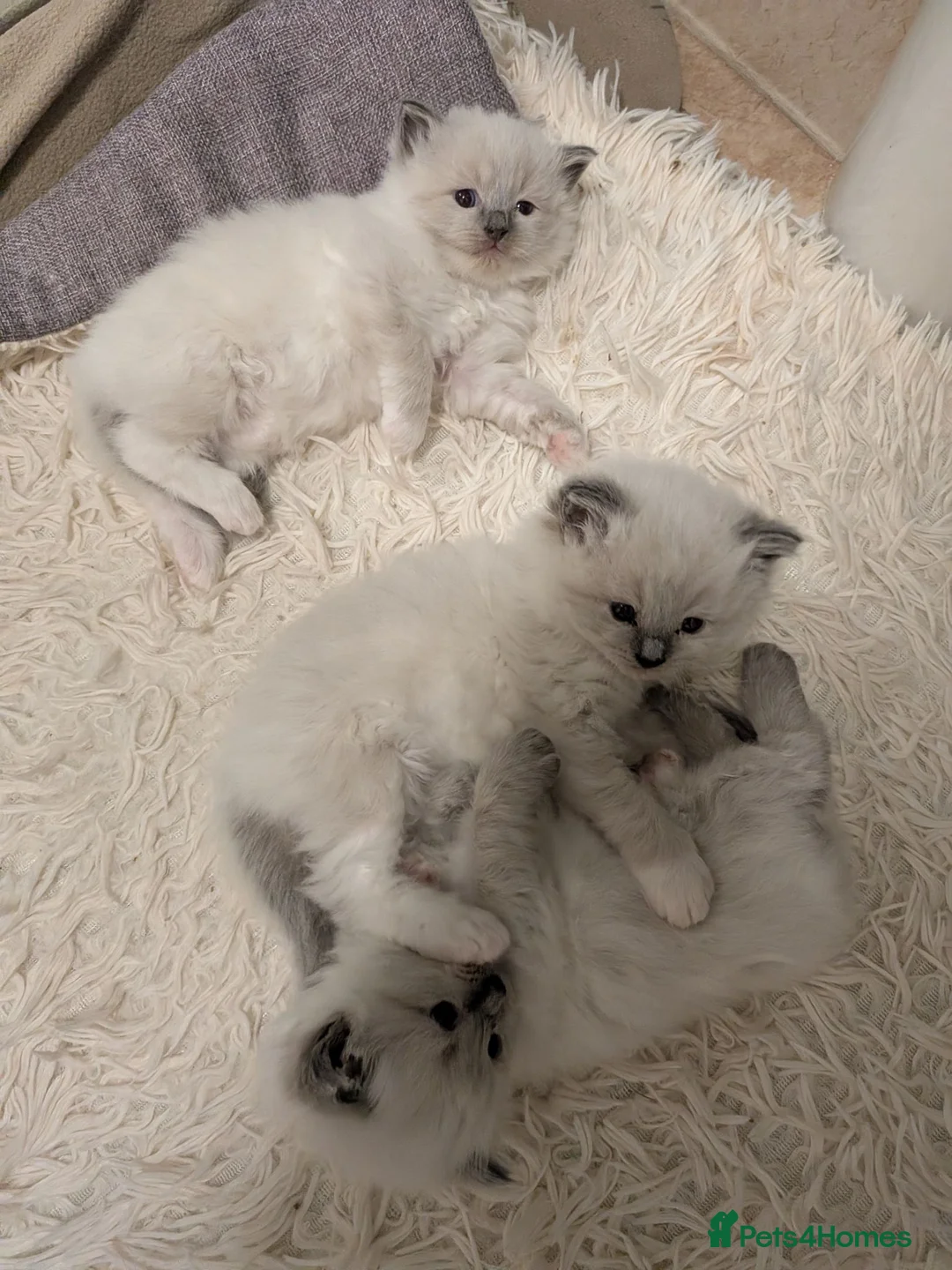 Ragdoll cats for sale: Six WK old Ragdoll kittens - Advert 23
