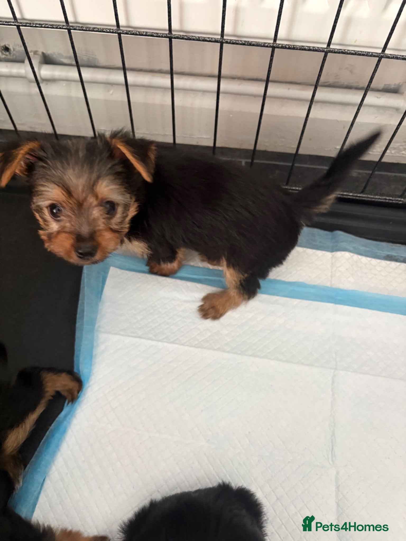 Yorkshire Terrier dogs Beautiful small Yorkshire terrier puppies - Advert 1