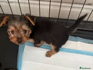 Yorkshire Terrier dogs Beautiful small Yorkshire terrier puppies - Advert 1