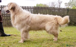 Golden Retriever dogs for stud: OUTSTANDING PEDIGREE EXCEPTIONALLY HEALTH TESTED in Doncaster - Image 5