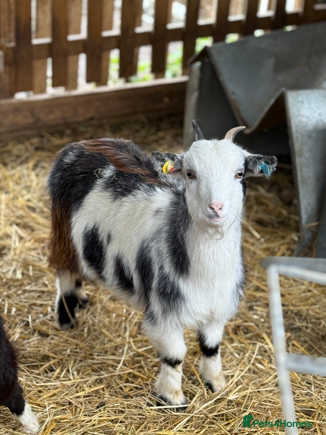Goats livestock for sale: Small pretty Pygmy Nannie’s  - Advert 4