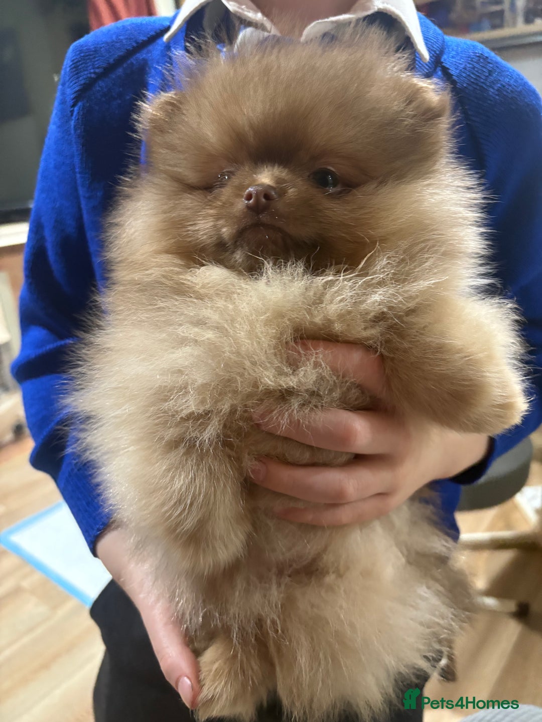 Pomeranian dogs for sale: Chocolate sable pomeranian - Advert 1