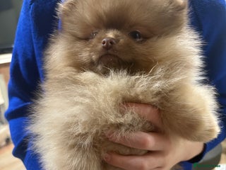 Pomeranian dogs Chocolate sable pomeranian - Advert 11