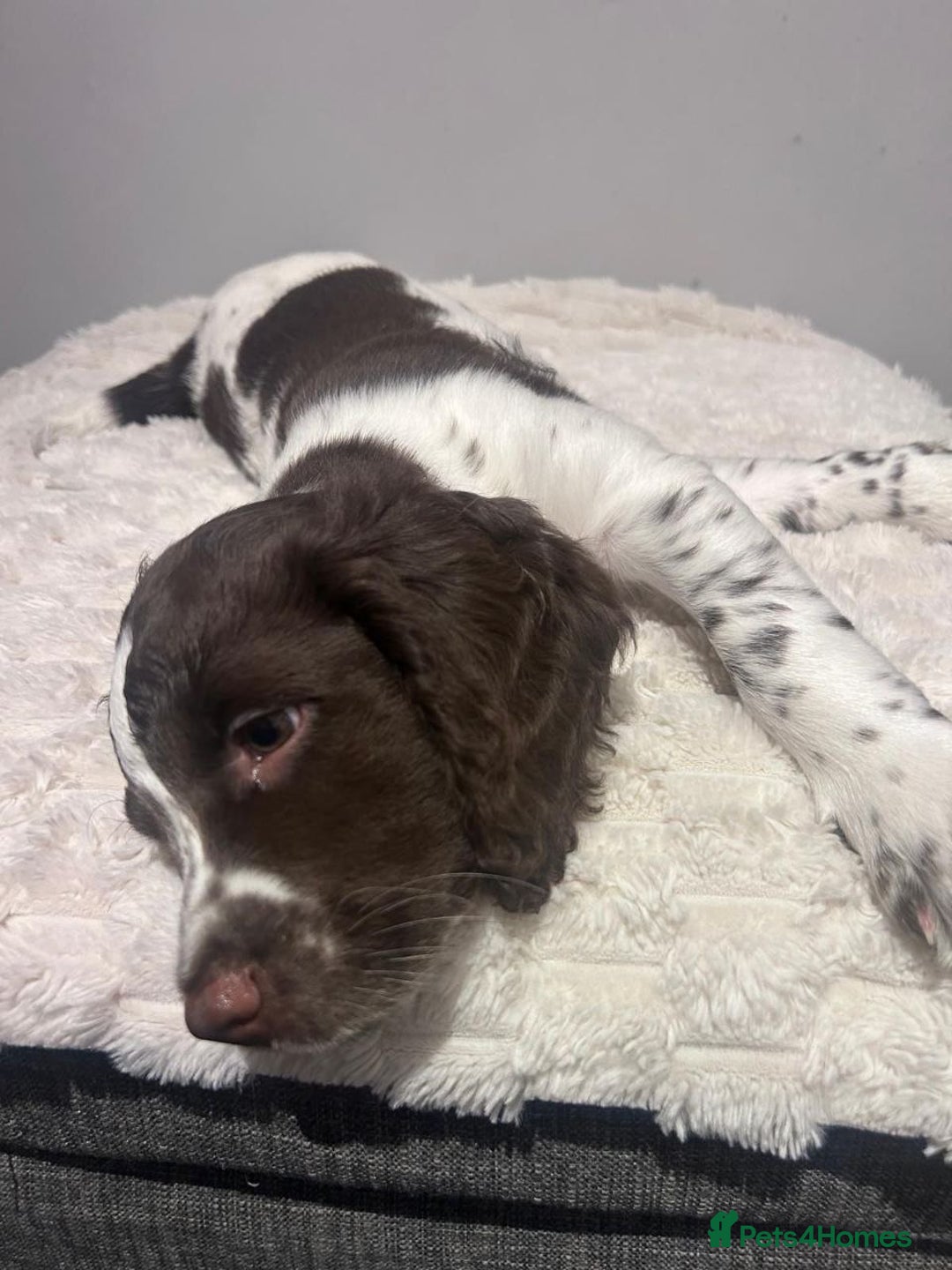 Sprocker dogs for sale: Sprocker Puppies For Rehoming - Advert 12