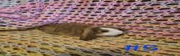 Mini Lop rabbits for sale: 7 Cute Baby Mini Lop Rabbits - Advert 10