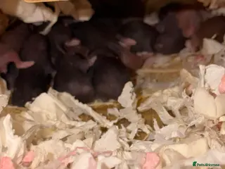 Hamster rodents Syrian Hamster Pups - Advert 15