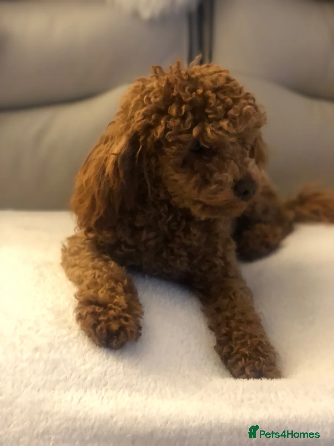 Maltipoo dogs for sale: OUTSTANDING TOY/KOREAN MALTIPOOS  - Advert 10