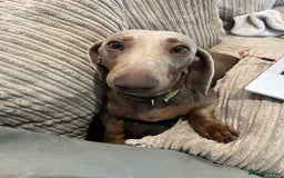 Miniature Dachshund dogs for sale: Loving Pair of Mini Dachshunds 🐶 🐶  - Image 10