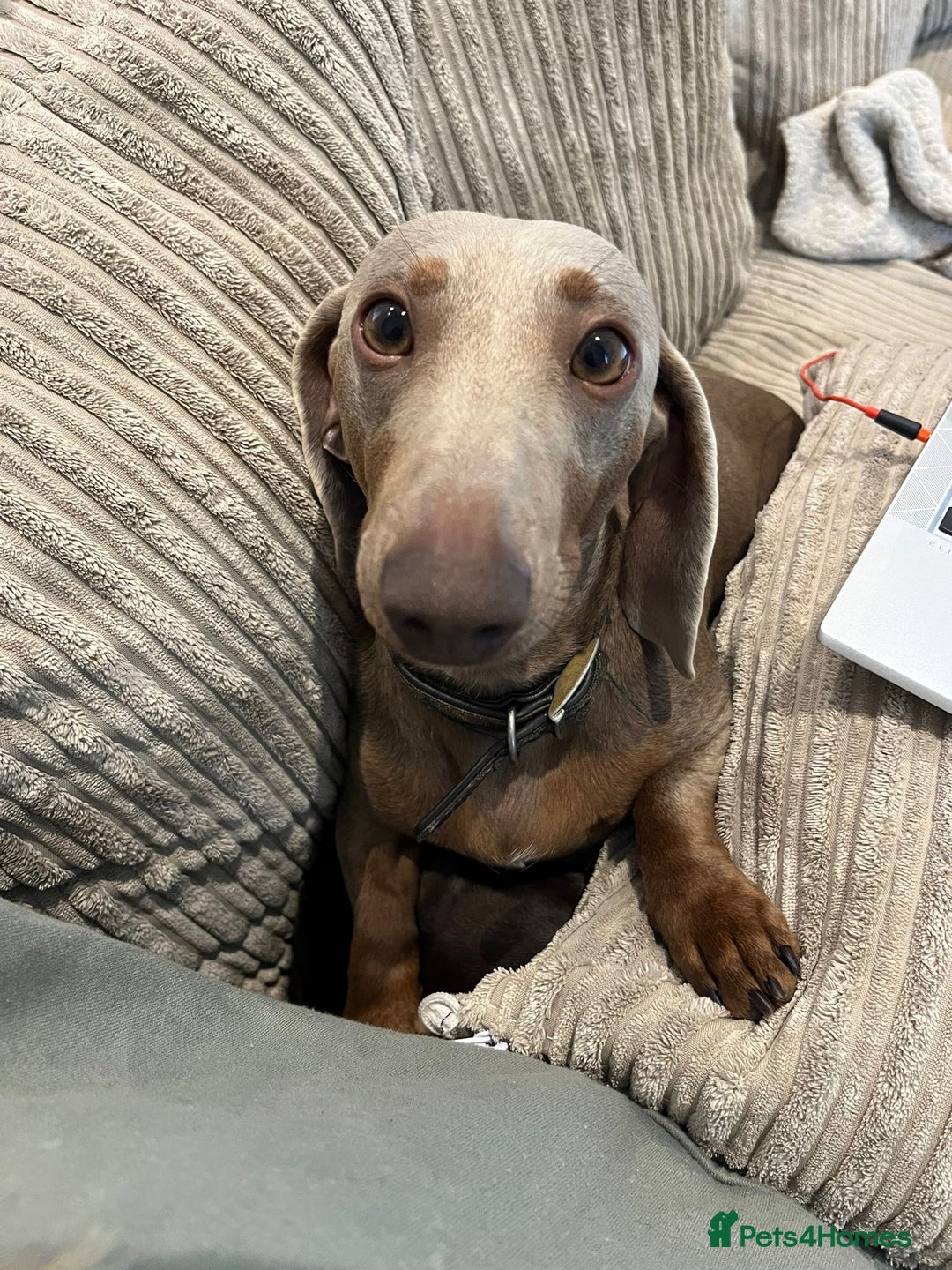 Miniature Dachshund dogs for sale: Loving Pair of Mini Dachshunds 🐶 🐶  - Image 10