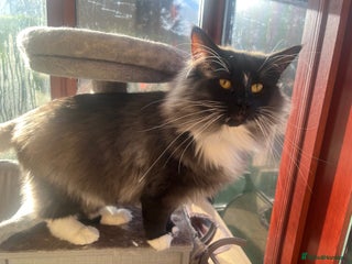 Norwegian Forest Cat cats 1 yr old male full pedigree Norwegian forest cat - Advert 1