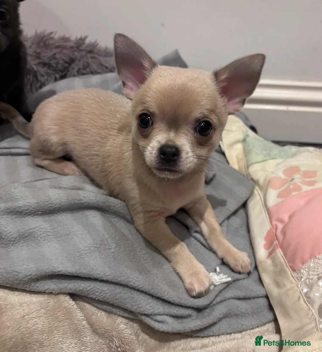 Chihuahua dogs for sale: Last boy KC REG chihuahua Champ/russian READY NOW - Advert 29
